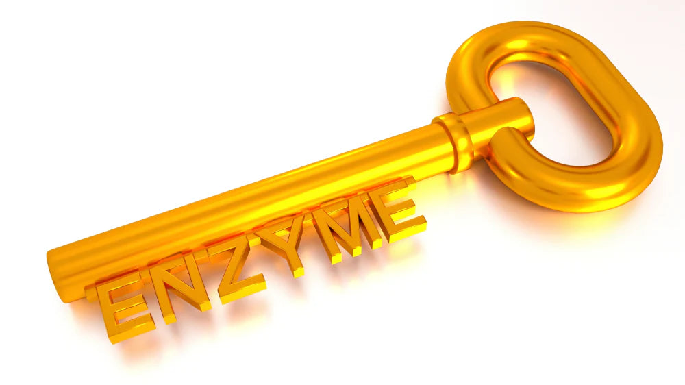 Digestive Enzymes: The Underrated Biohack for Energy, Hormones & Gut Performance